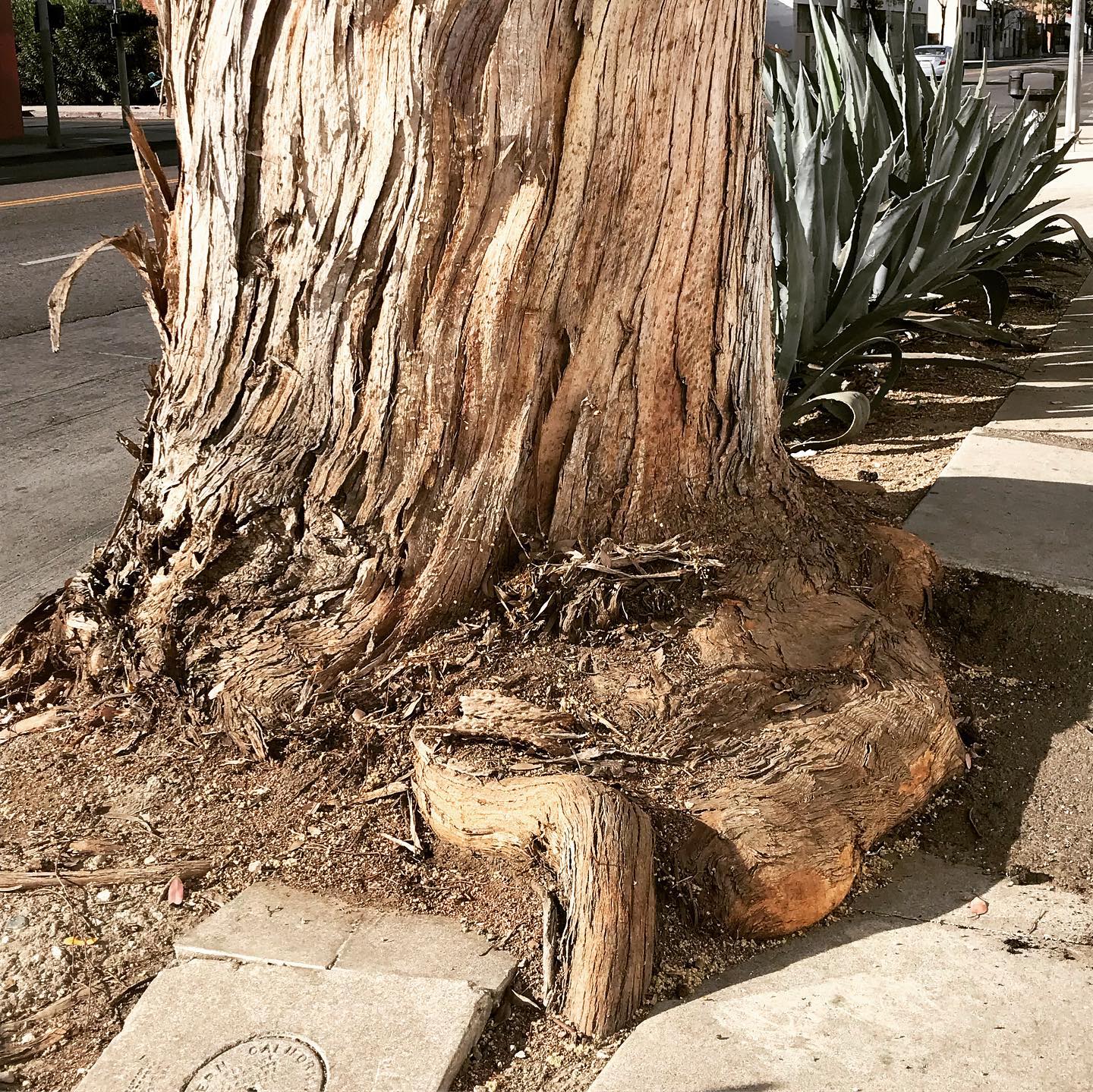 environmental neglect - tree encroaching on sidewalk is a hazard